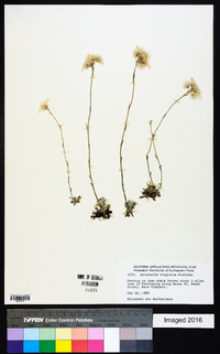 Antennaria virginica image