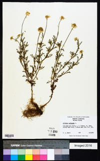 Anthemis arvensis image