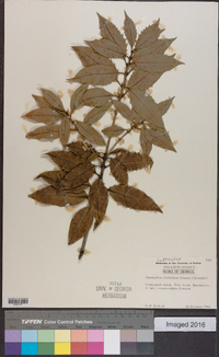 Osmanthus ilicifolius image