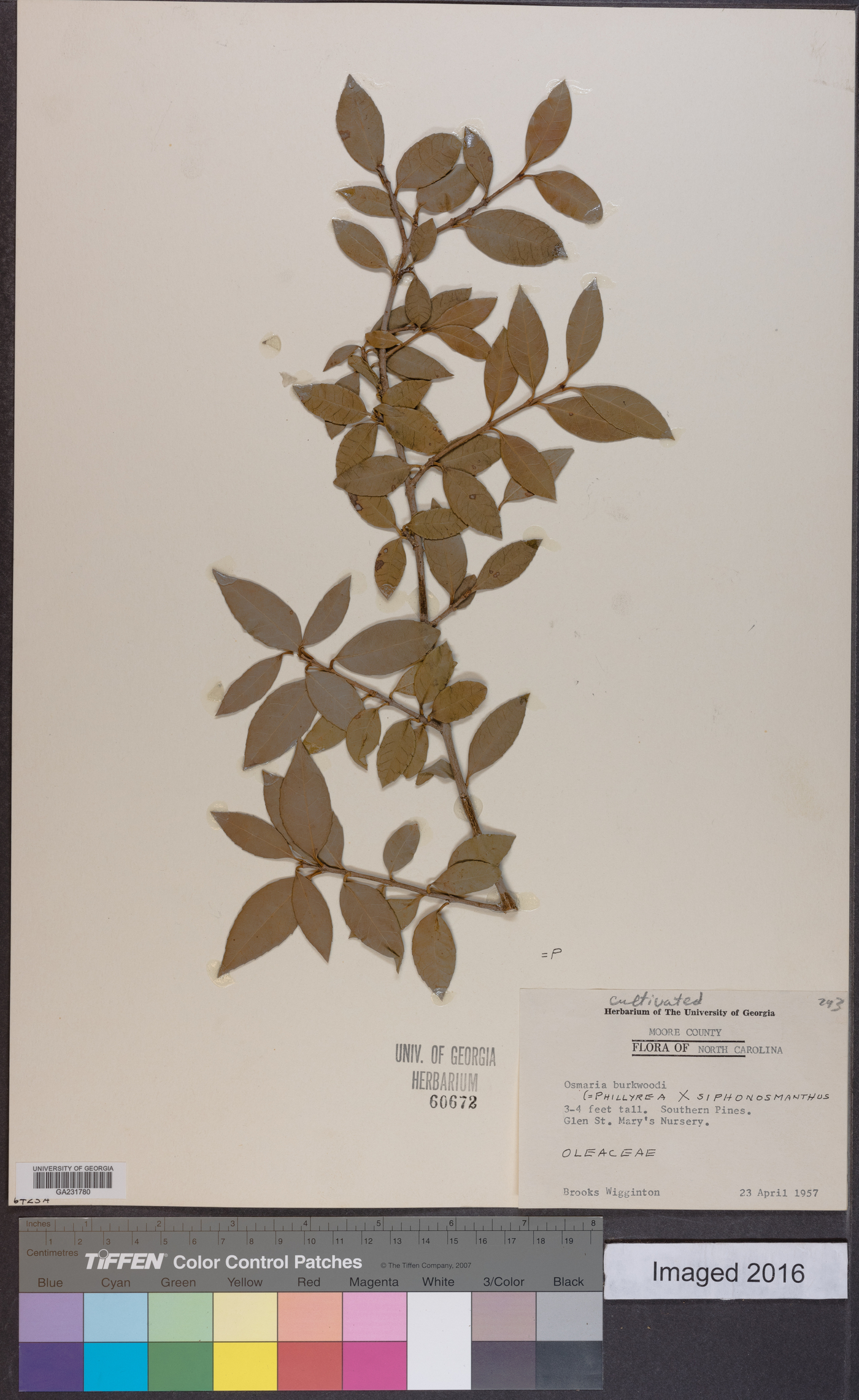 Osmanthus burkwoodii image