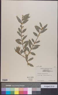 Phillyrea angustifolia image