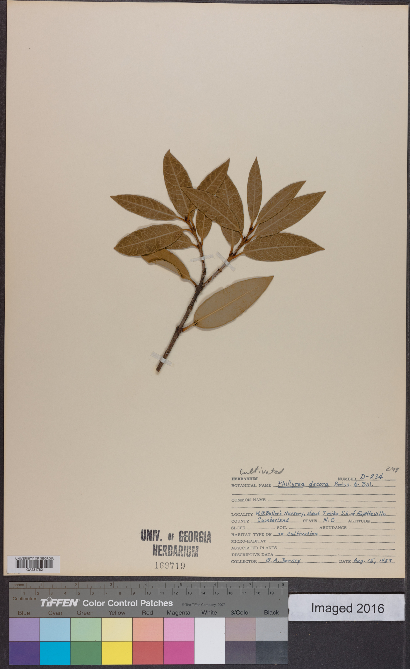 Osmanthus decorus image