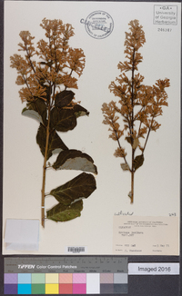 Syringa josikaea image