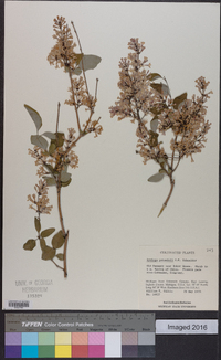 Syringa pubescens image