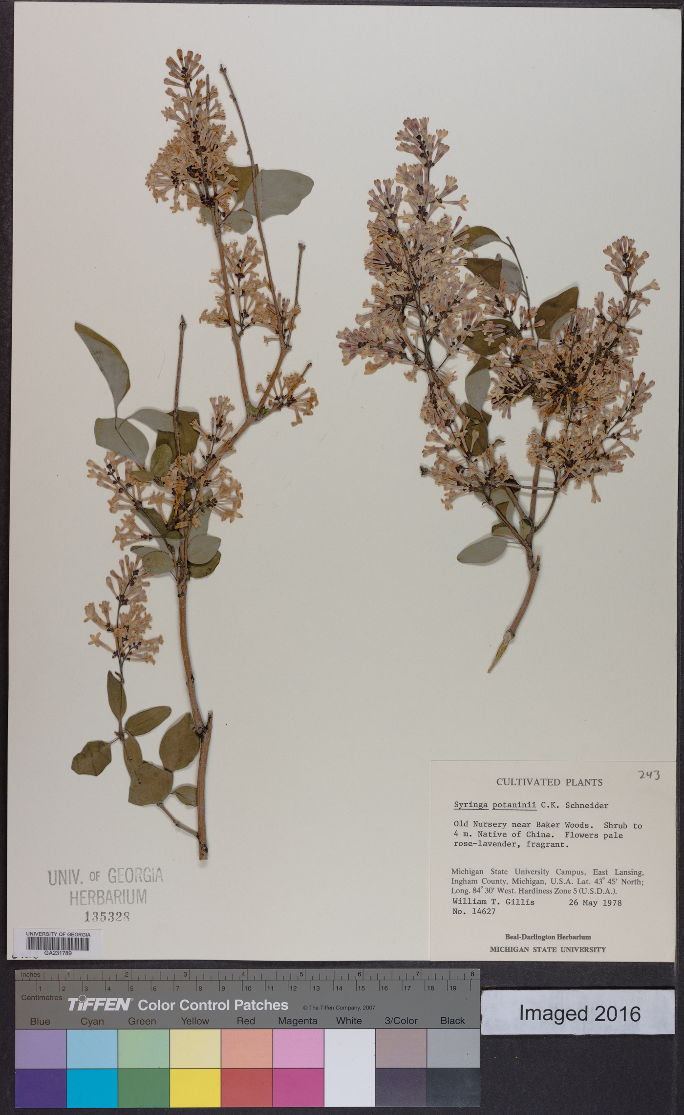 Syringa pubescens subsp. microphylla image