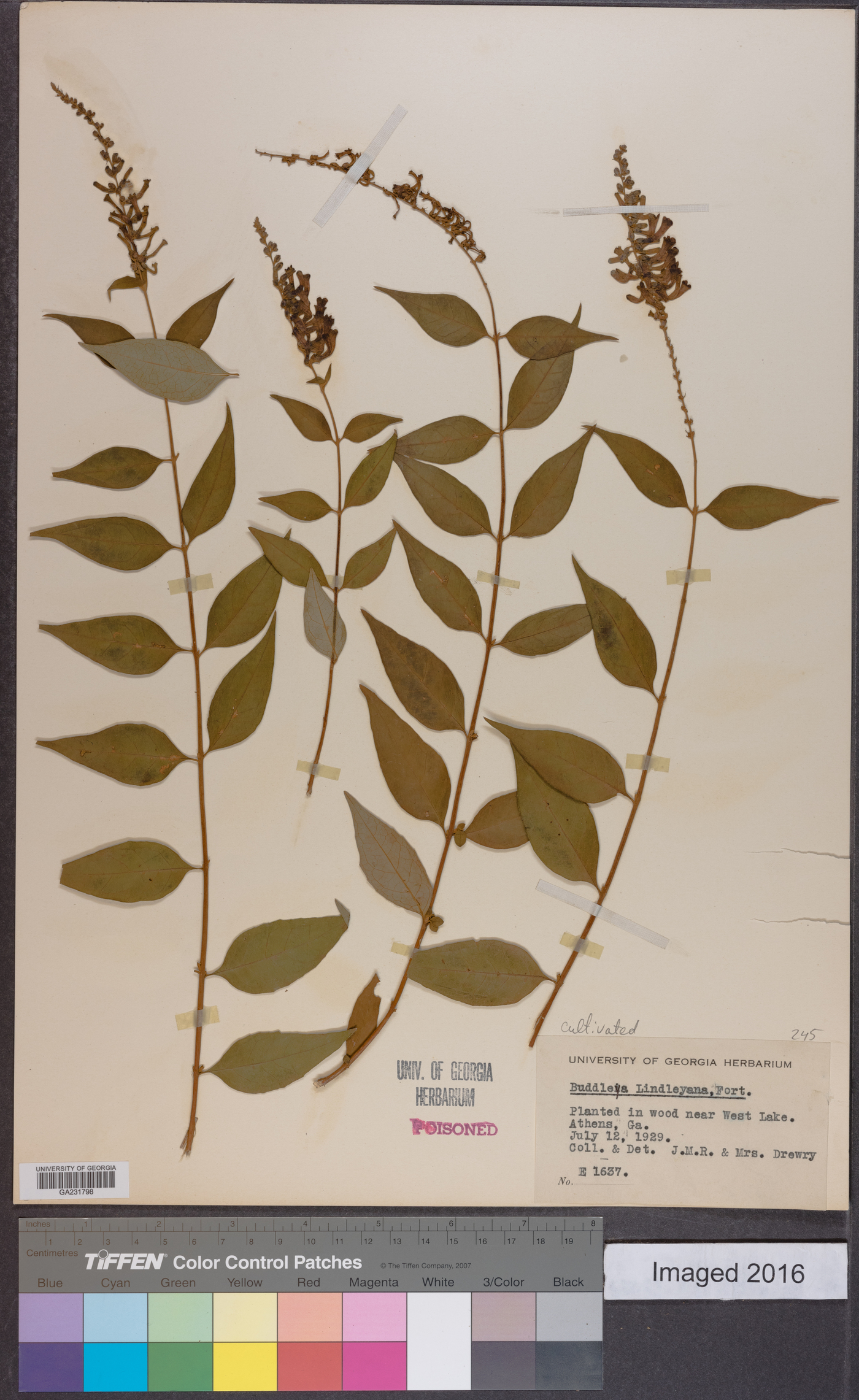 Buddleja lindleyana image