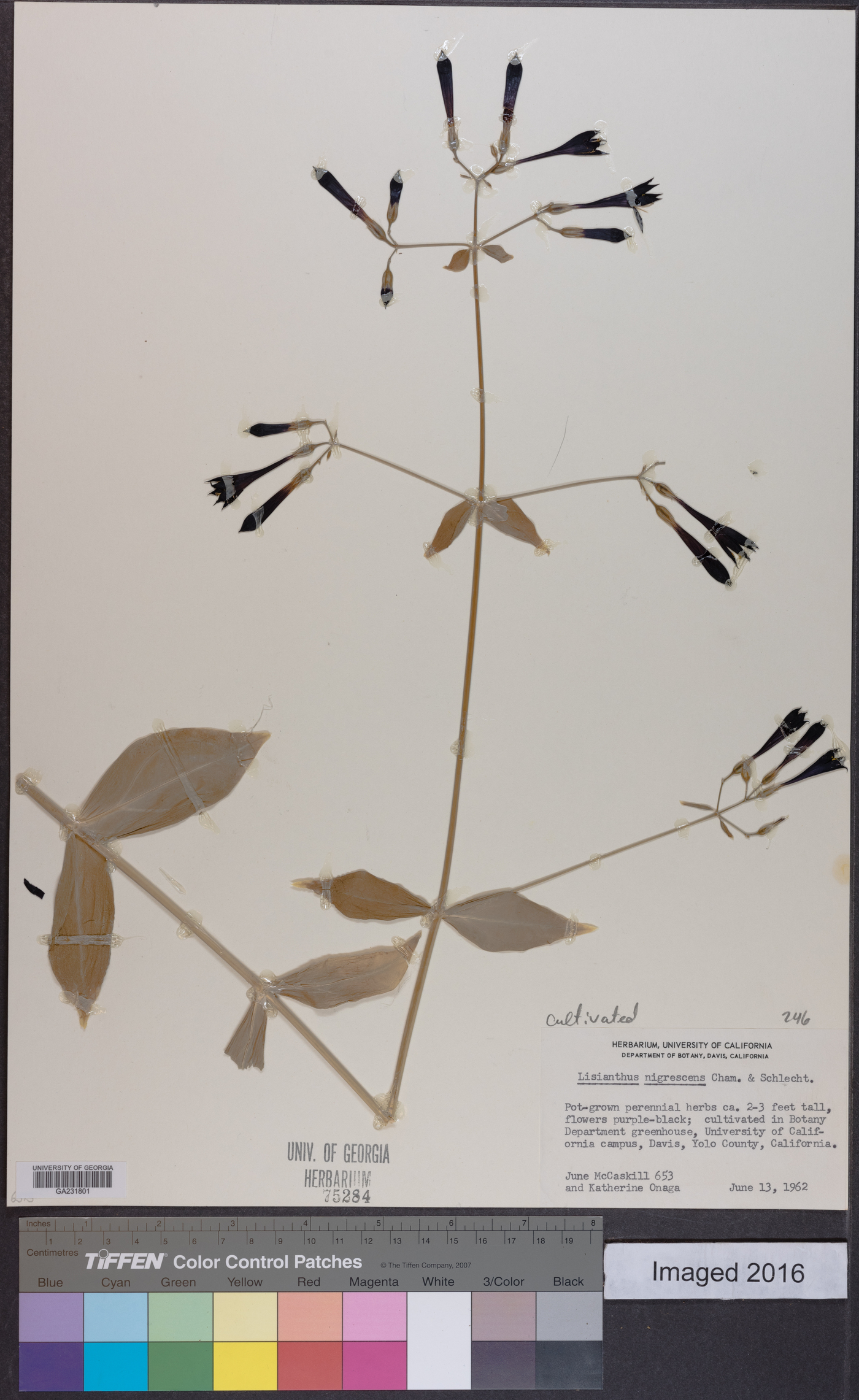 Lisianthius nigrescens image