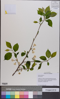 Halesia carolina image