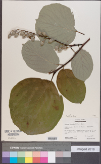 Styrax obassis image