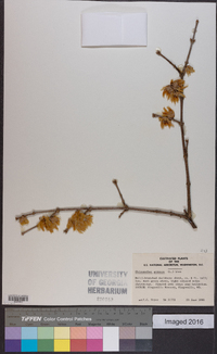 Chimonanthus praecox image