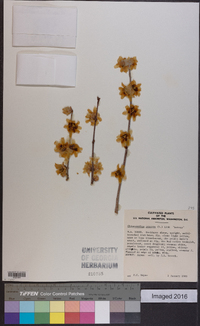 Chimonanthus praecox image