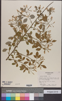 Jasminum floridum image