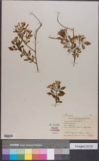 Jasminum humile image