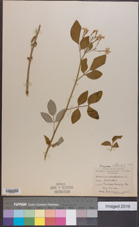 Jasminum odoratissimum image