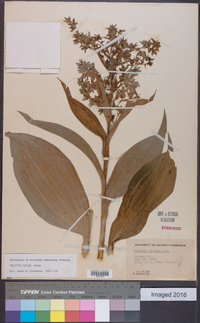 Veratrum viride image