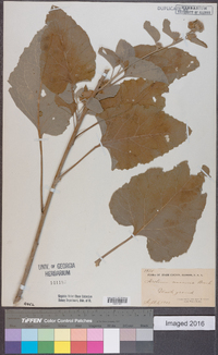 Arctium minus image