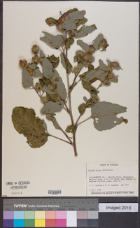 Arctium minus image