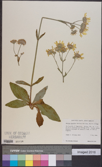 Arnica acaulis image