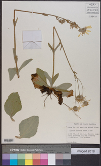 Arnica acaulis image