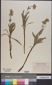 Arnica chamissonis image