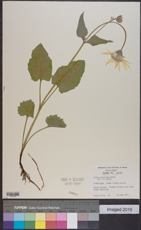 Arnica cordifolia image