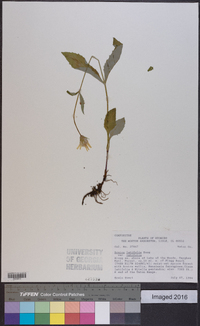 Arnica latifolia image