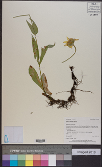 Arnica mollis image