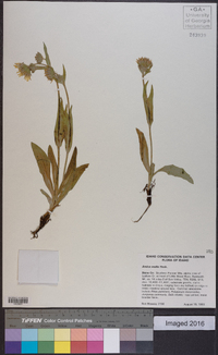 Arnica mollis image