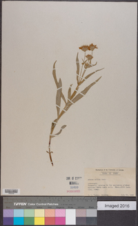 Arnica mollis image