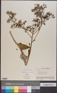 Arnoglossum atriplicifolium image