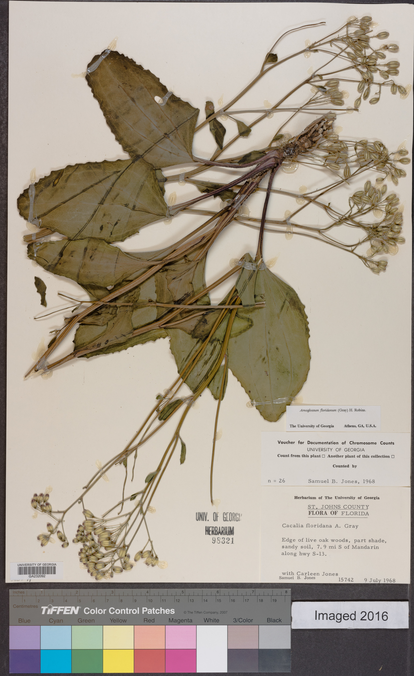 Arnoglossum floridanum image