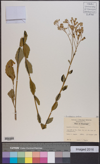 Arnoglossum ovatum image