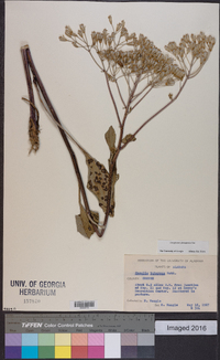 Arnoglossum plantagineum image