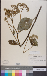 Arnoglossum plantagineum image