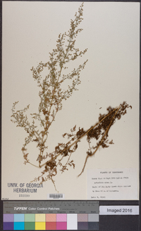 Artemisia annua image