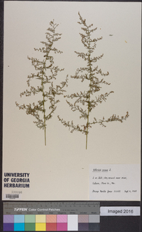 Artemisia annua image