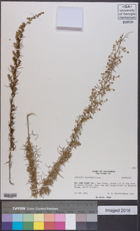 Artemisia californica image