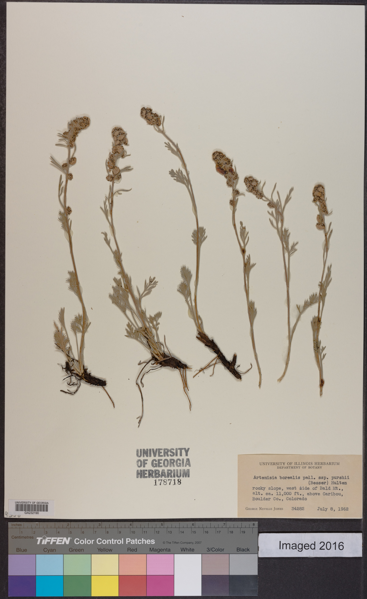 Artemisia campestris var. borealis image
