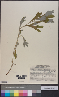 Artemisia douglasiana image