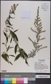 Artemisia douglasiana image