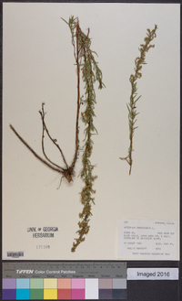 Artemisia dracunculus image