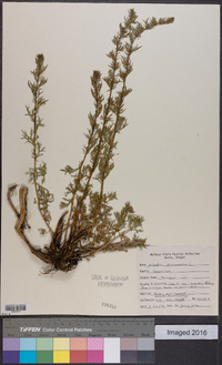 Artemisia dracunculus image