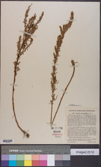 Artemisia dracunculus image