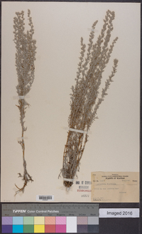 Artemisia filifolia image