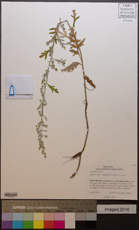 Artemisia franserioides image