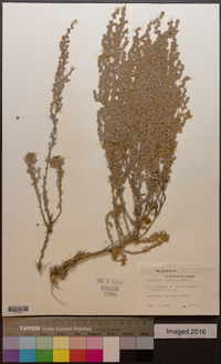 Artemisia frigida image