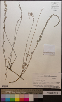 Artemisia frigida image