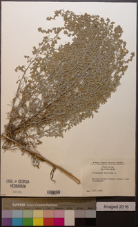 Artemisia maritima image