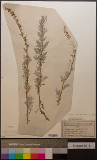 Artemisia michauxiana image