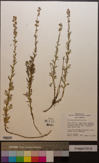 Artemisia michauxiana image